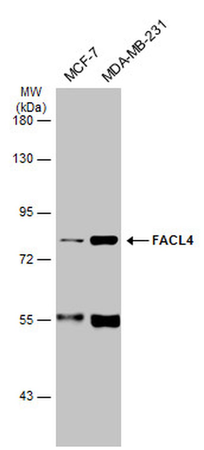 ACSL4 Antibody in Western Blot (WB)