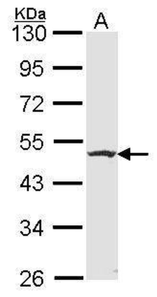 Flotillin 2 Antibody in Western Blot (WB)