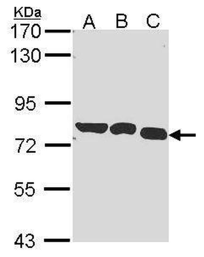 GARS Antibody in Western Blot (WB)