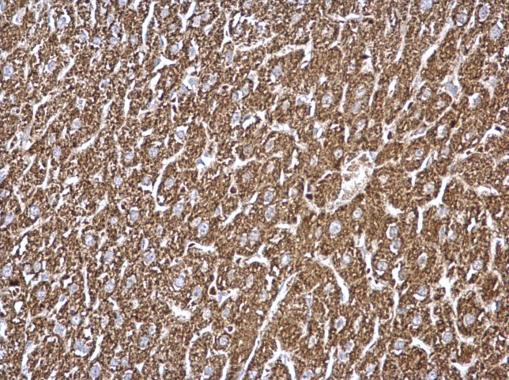 GCDH Antibody in Immunohistochemistry (Paraffin) (IHC (P))