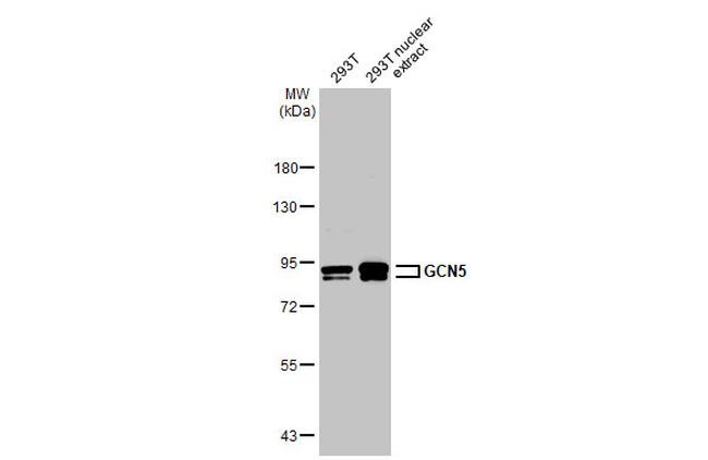 GCN5 Antibody in Western Blot (WB)