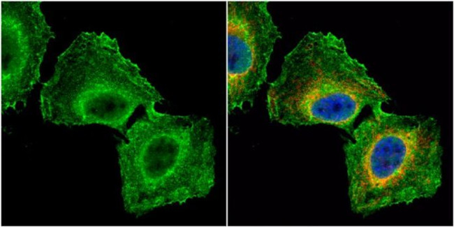 GNB1 Antibody in Immunocytochemistry (ICC/IF)