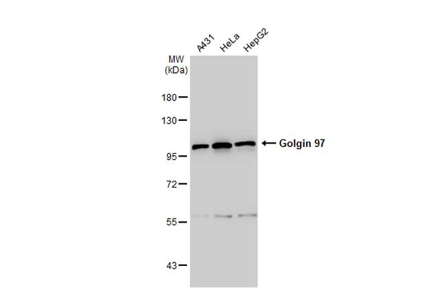 Golgin-97 Antibody in Western Blot (WB)