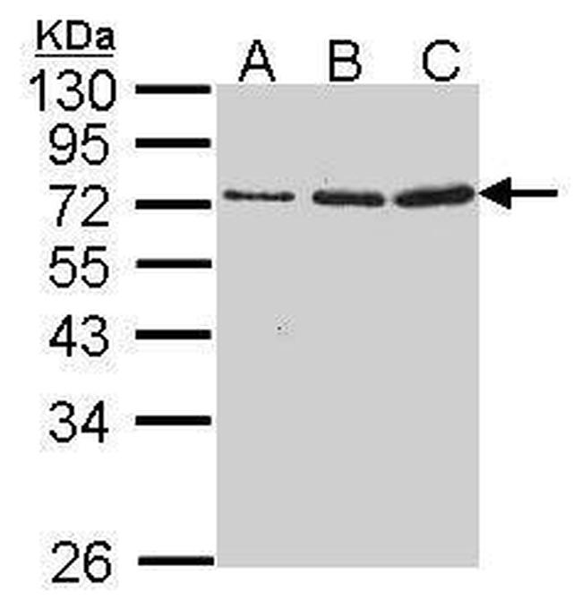 Granzyme A Antibody in Western Blot (WB)