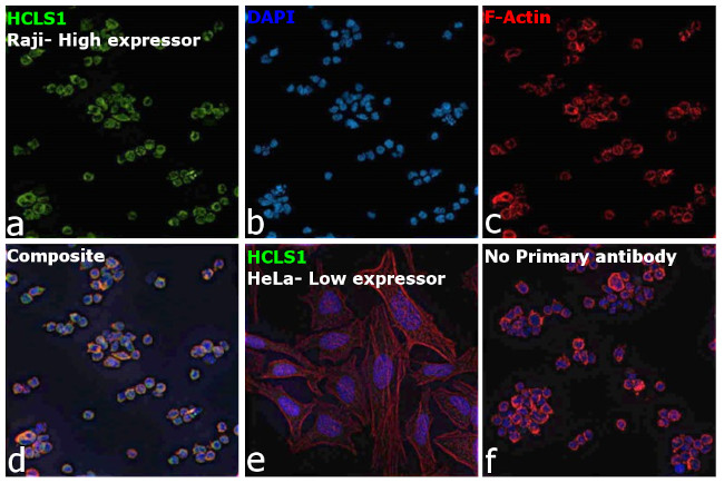 HCLS1 Antibody in Immunocytochemistry (ICC/IF)