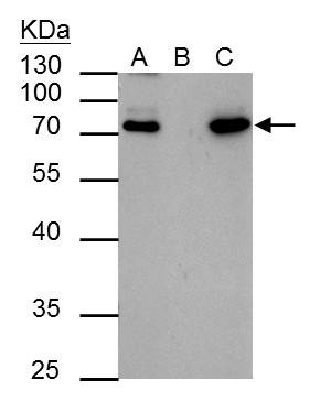 HCLS1 Antibody in Immunoprecipitation (IP)