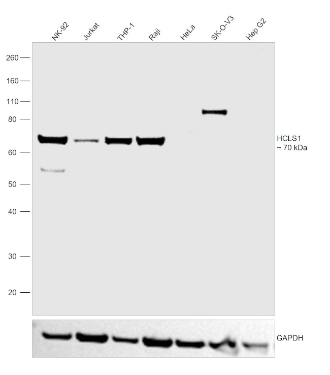 HCLS1 Antibody