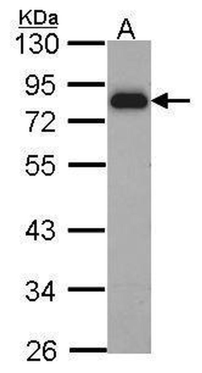 HCLS1 Antibody in Western Blot (WB)