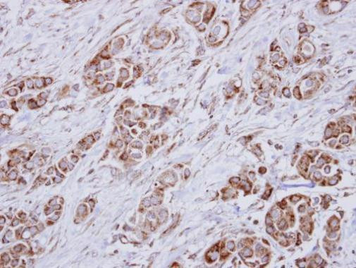 HMGCL Antibody in Immunohistochemistry (Paraffin) (IHC (P))