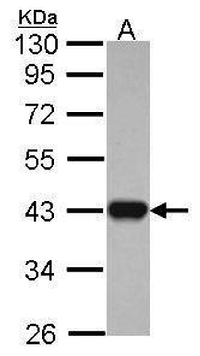 IDH3A Antibody in Western Blot (WB)