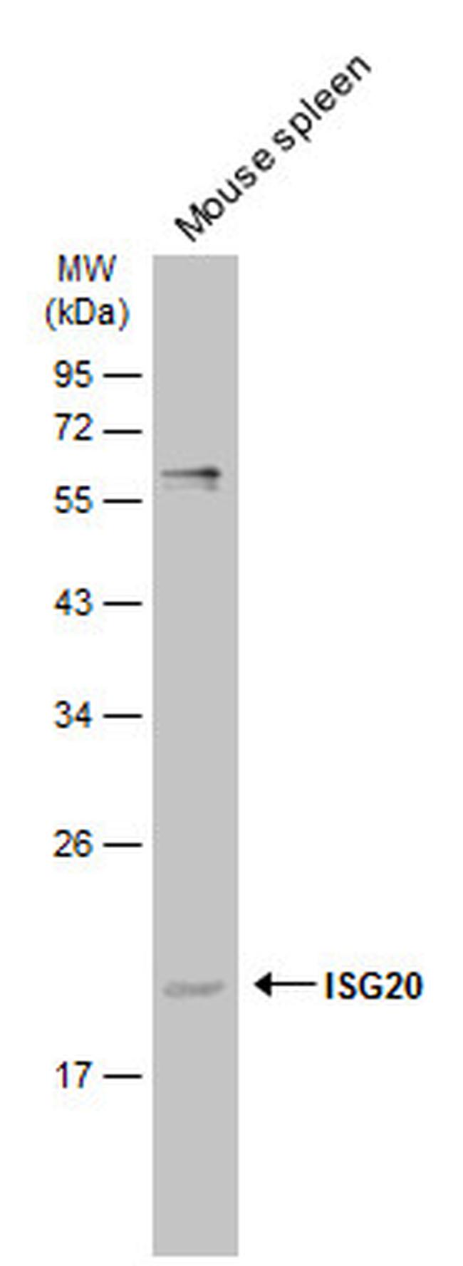 ISG20 Antibody in Western Blot (WB)