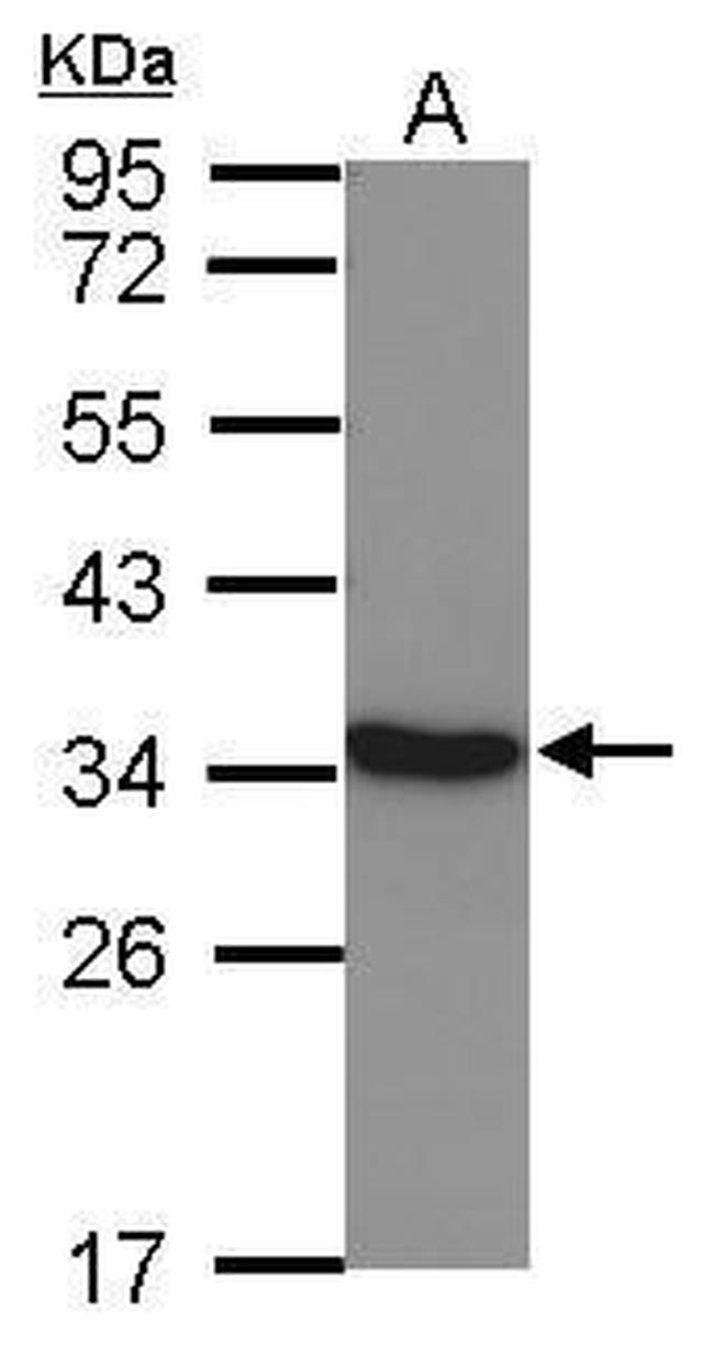 LDHC Antibody in Western Blot (WB)