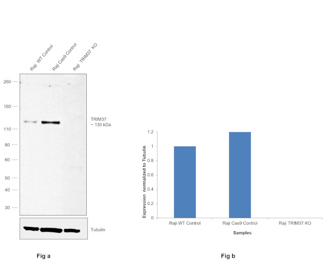 TRIM37 Antibody