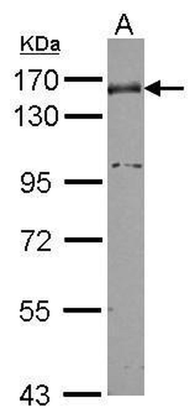 Nidogen Antibody in Western Blot (WB)