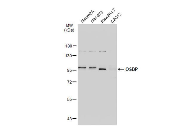 OSBP Antibody in Western Blot (WB)