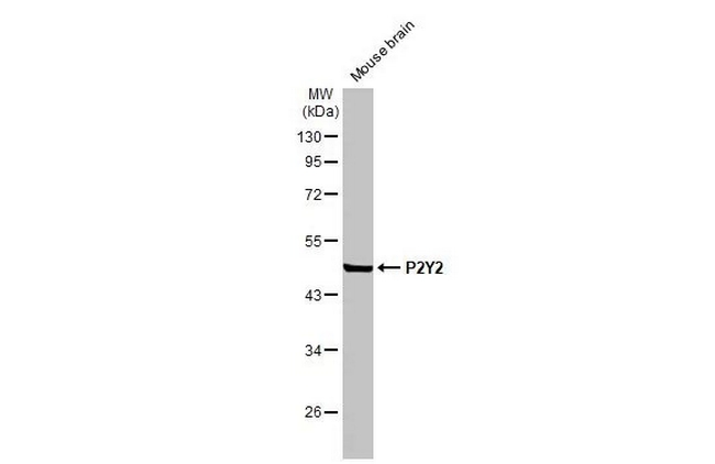 P2Y2 Antibody in Western Blot (WB)