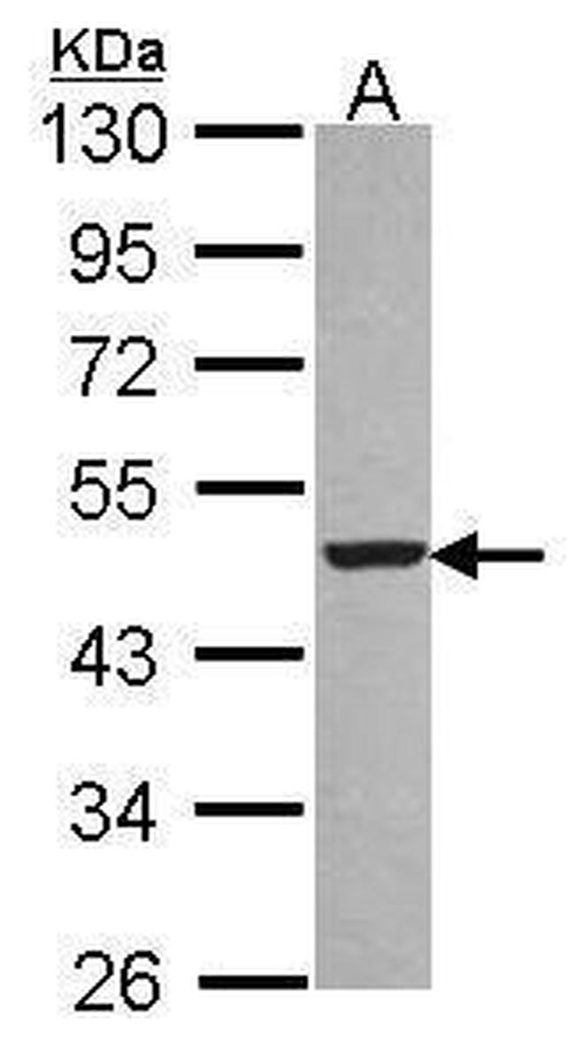 EBP1 Antibody in Western Blot (WB)
