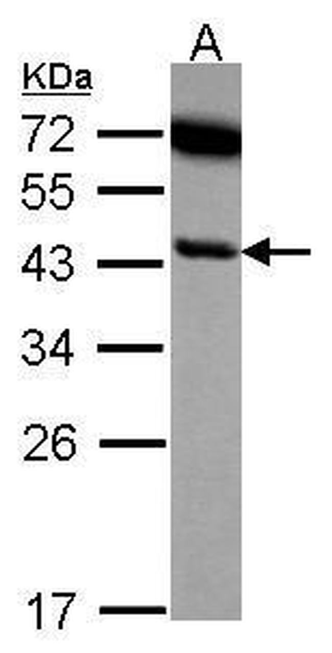 SERPINB6 Antibody in Western Blot (WB)