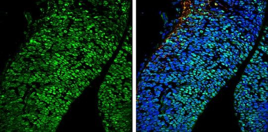 POU3F2 Antibody in Immunohistochemistry (Frozen) (IHC (F))