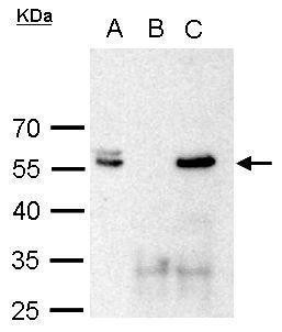 POU3F2 Antibody in Immunoprecipitation (IP)