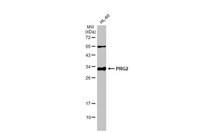 PRG2 Antibody in Western Blot (WB)