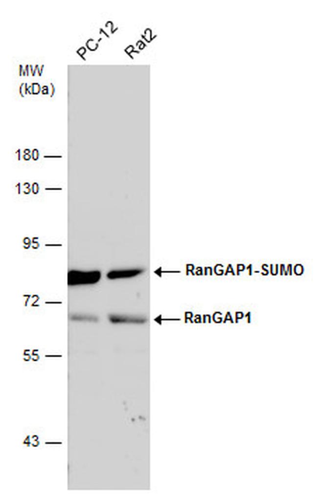 RANGAP1 Antibody in Western Blot (WB)