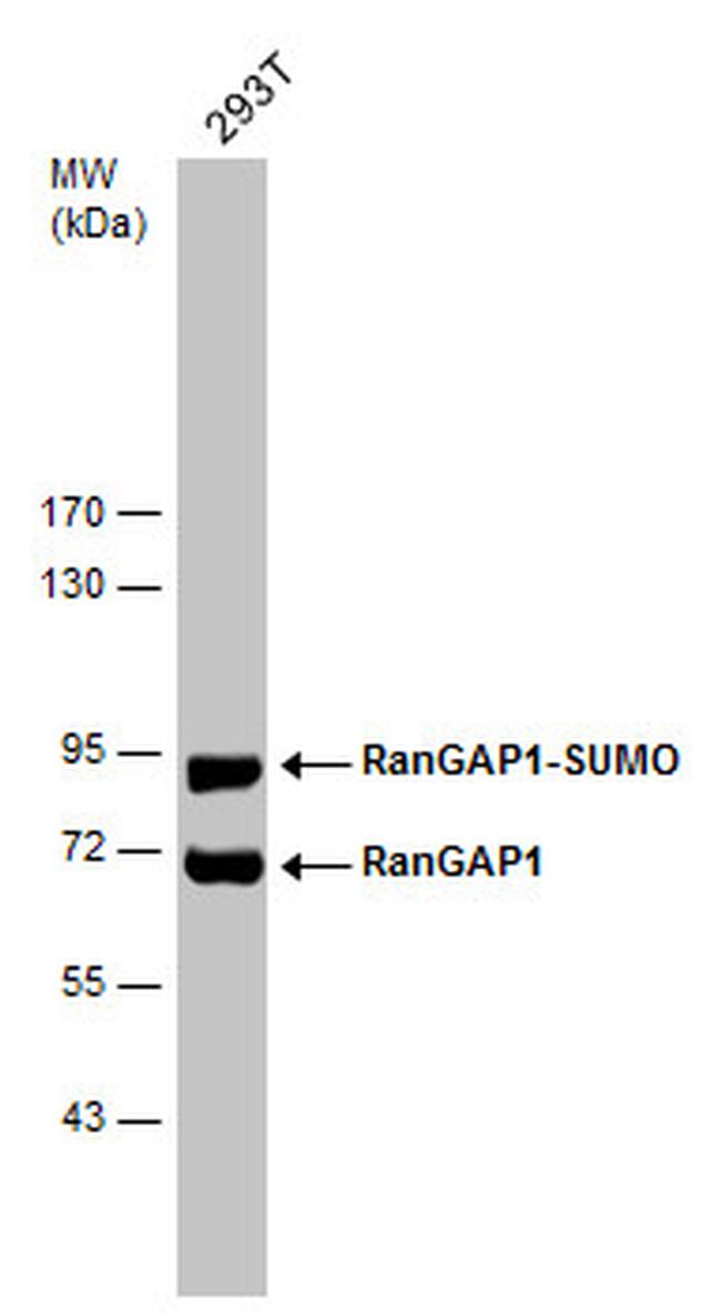 RANGAP1 Antibody in Western Blot (WB)