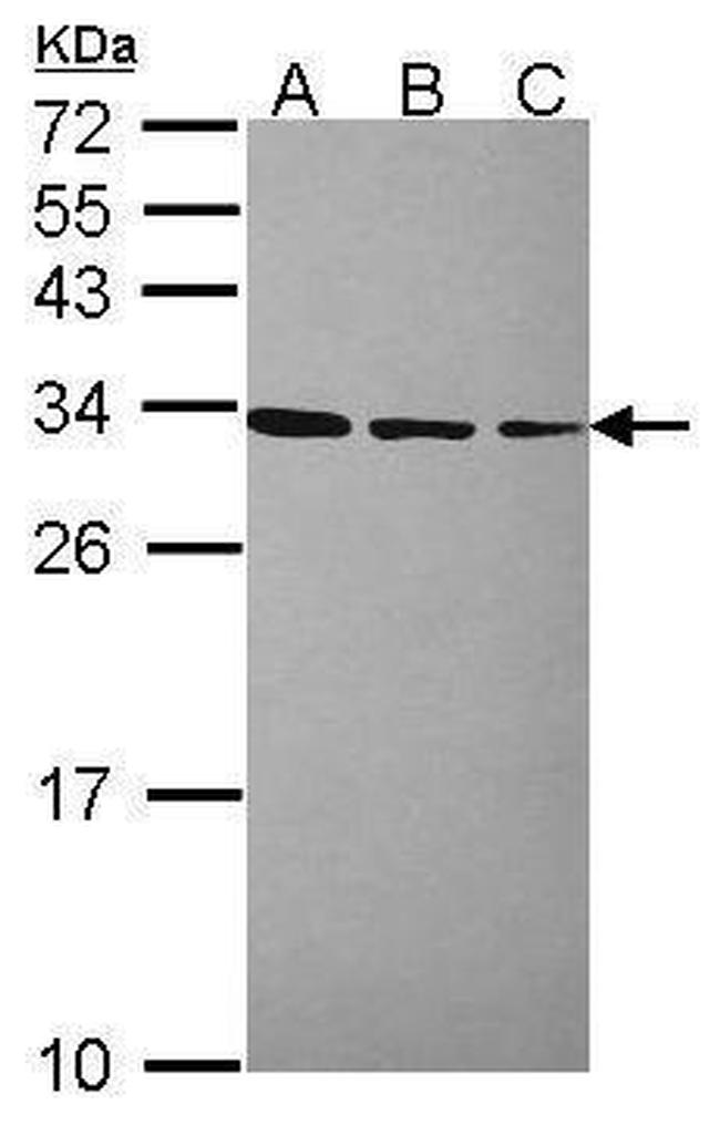 RPL7A Antibody in Western Blot (WB)