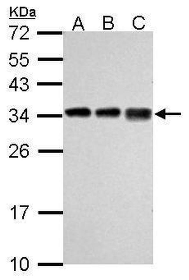 RPL7A Antibody in Western Blot (WB)