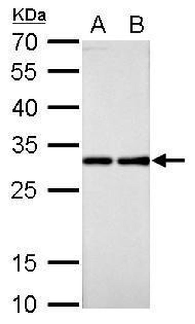 RPL7A Antibody in Western Blot (WB)