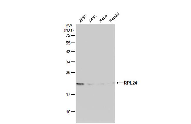 RPL24 Antibody in Western Blot (WB)