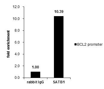 SATB1 Antibody in ChIP Assay (ChIP)
