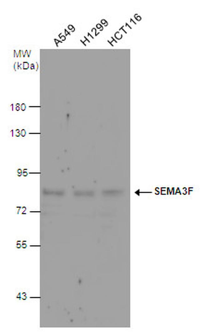 SEMA3F Antibody in Western Blot (WB)