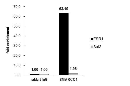 SMARCC1 Antibody in ChIP Assay (ChIP)