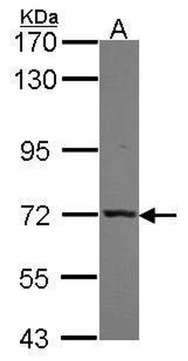 MUNC18 Antibody in Western Blot (WB)