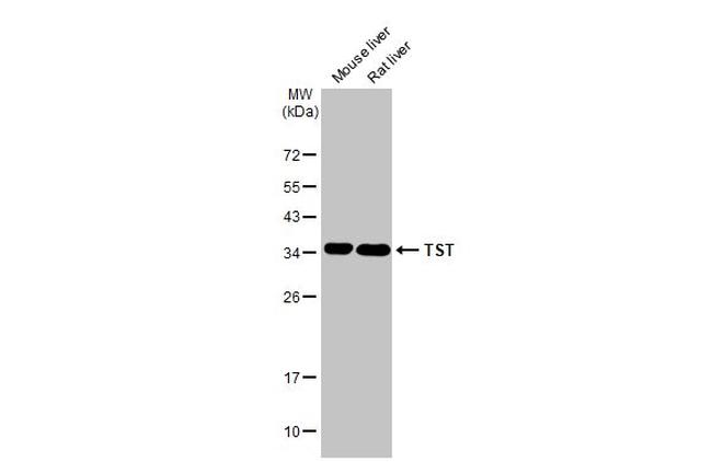 TST Antibody in Western Blot (WB)