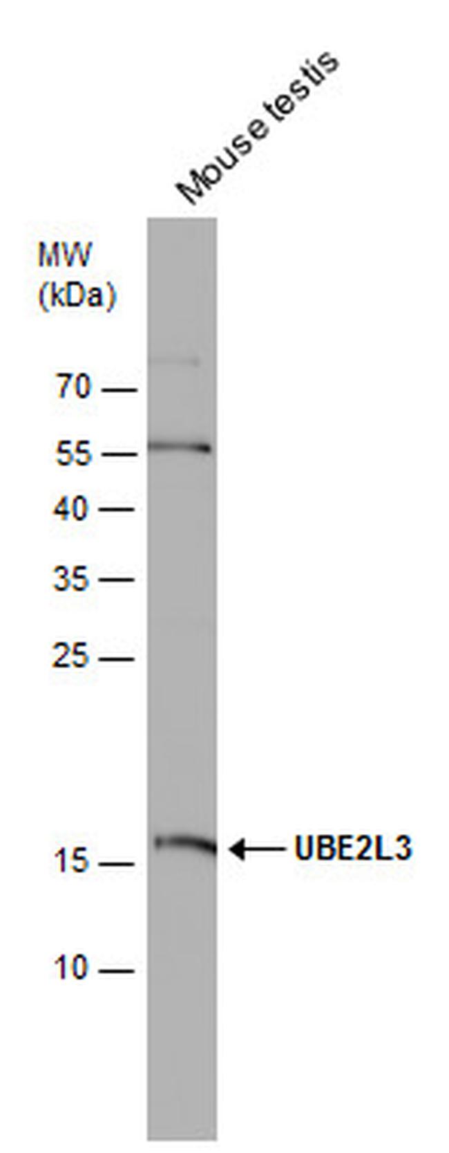 UBE2L3 Antibody in Western Blot (WB)