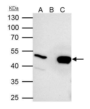 UQCRC2 Antibody in Immunoprecipitation (IP)