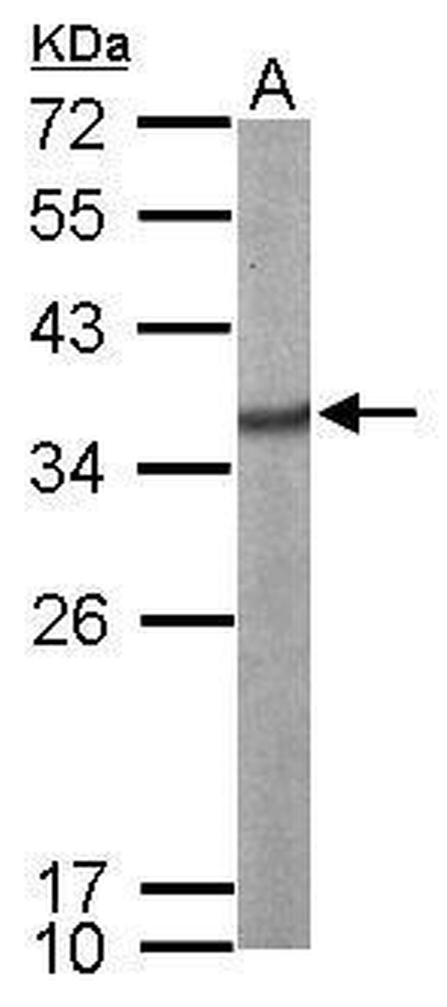 SRSF1 Antibody in Western Blot (WB)