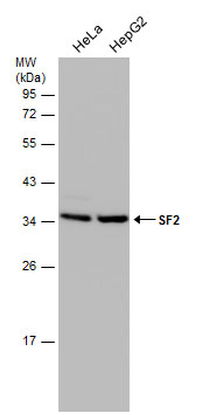 SRSF1 Antibody in Western Blot (WB)