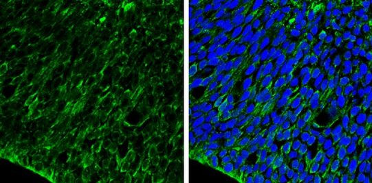 Occludin Antibody in Immunohistochemistry (Frozen) (IHC (F))