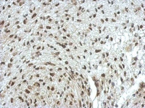 ERF Antibody in Immunohistochemistry (Paraffin) (IHC (P))