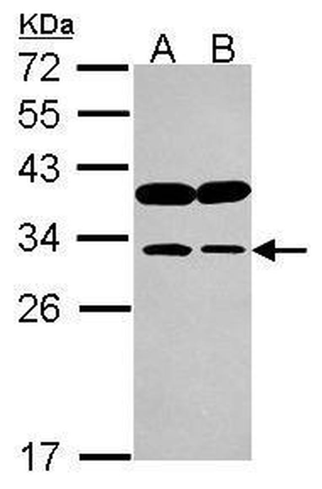 IMPA1 Antibody in Western Blot (WB)