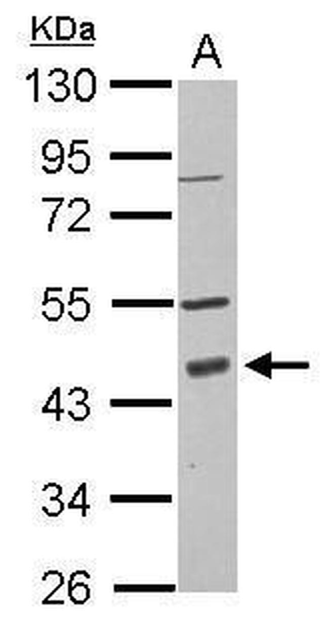 PDCD2 Antibody in Western Blot (WB)