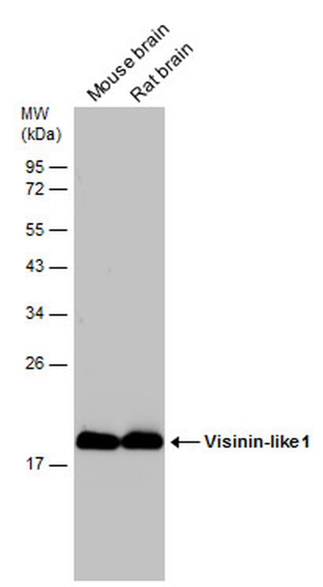 VSNL1 Antibody in Western Blot (WB)