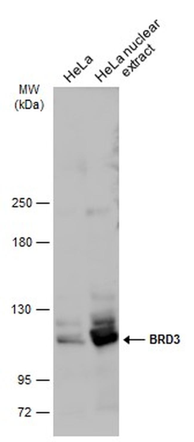 BRD3 Antibody in Western Blot (WB)