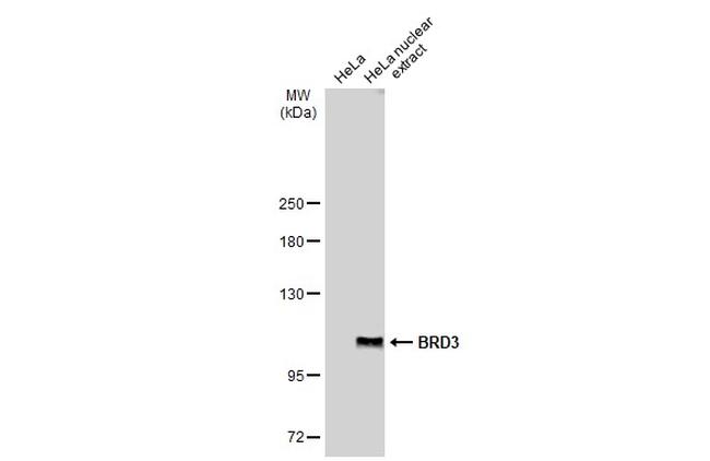 BRD3 Antibody in Western Blot (WB)