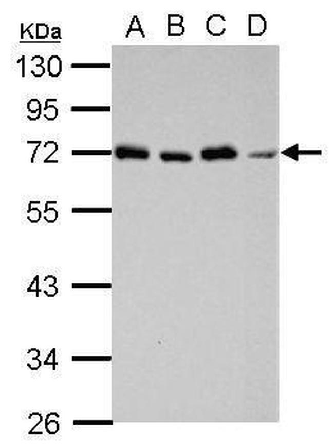 STAM Antibody in Western Blot (WB)