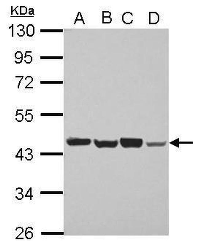 PSMD6 Antibody in Western Blot (WB)