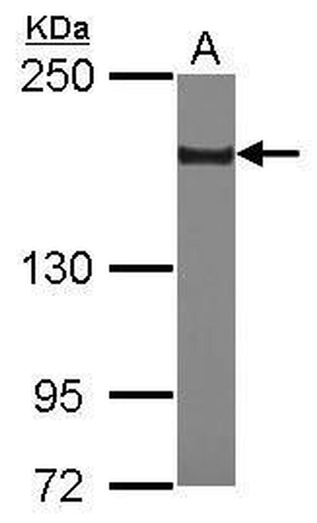 SETDB1 Antibody in Western Blot (WB)